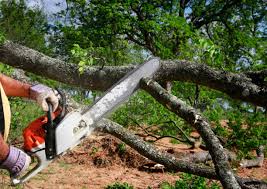 Lawn Renovation and Restoration in Lambertville, MI